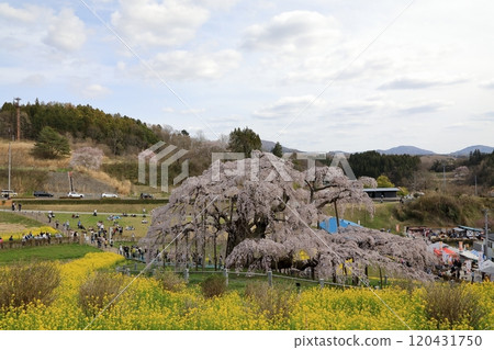 Miharu Takizakura and rape blossoms (April 2024 / Miharu Town, Fukushima Prefecture) Miharu Takizakura and rape blossoms (April 2024 / Miharu Town, Fukushima Prefecture) 120431750