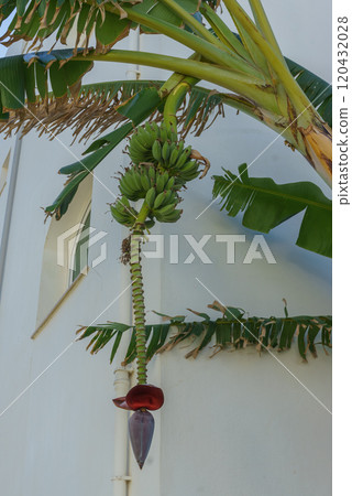 Banana tree with developing fruit and vibrant flower against a white building background. Banana tree with developing fruit and vibrant flower against a white building background. 120432028