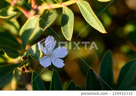 Delicate white flower blossoms among vibrant green leaves in a serene garden at sunset. 120432132