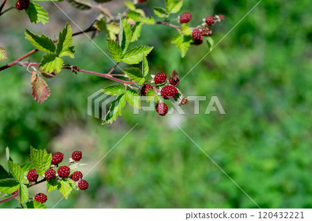 unripe red mulberry fruit on bush in summer. 120432221
