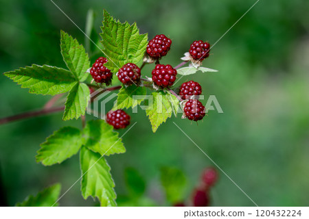 unripe red mulberry fruit on bush in summer. 120432224