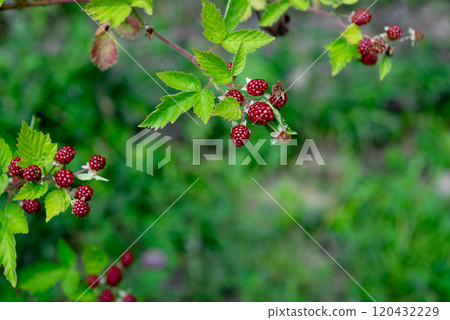 unripe red mulberry fruit on bush in summer. unripe red mulberry fruit on bush in summer. 120432229
