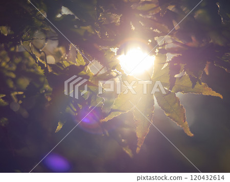 Autumn maple leaves illuminated by dazzling sunlight, negative film style Autumn maple leaves illuminated by dazzling sunlight, negative film style 120432614