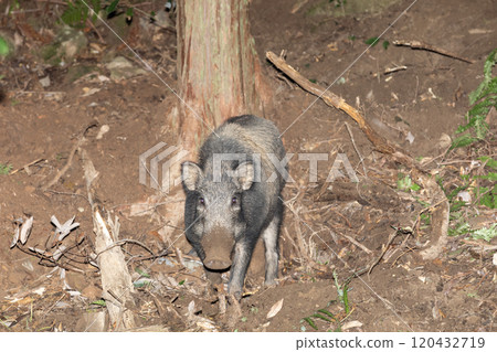 Wild boar trap 120432719