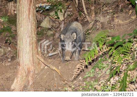犬志久久里陷阱 120432721
