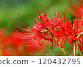 Cluster amaryllis 120432795