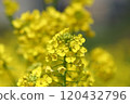 Leaf flower 120432796