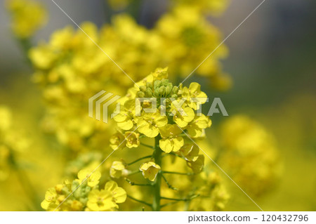 葉花 葉花 120432796