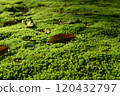 Moss carpet 120432797