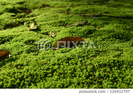 苔蘚地毯 苔蘚地毯 120432797