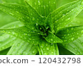Leaves with waterdrops 120432798