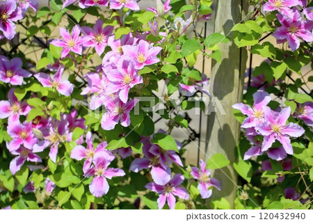 Clematis flower peel Clematis flower peel 120432940