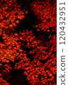Autumn leaves 120432951