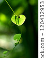 ivy, heart, hearts 120432953