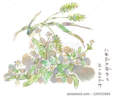 秋季植物、非常小的可愛菊花、潛葉蟲和朴樹的水彩插圖 120433064