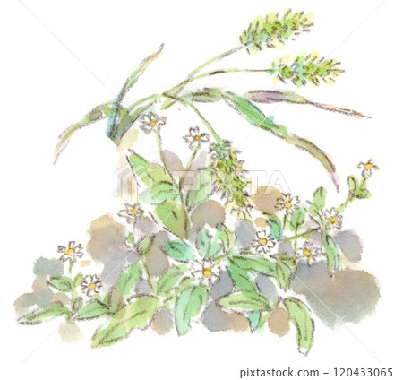 Autumn plants, very small cute chrysanthemums, daisies and foxtail grass watercolor illustrations Autumn plants, very small cute chrysanthemums, daisies and foxtail grass watercolor illustrations 120433065