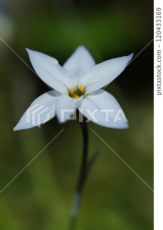 White Hananyla flower 120433169