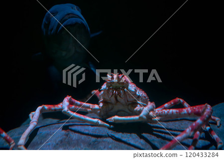 A big fish and a Sagamimo crab lurking in the darkness A big fish and a Sagamimo crab lurking in the darkness 120433284