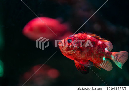 Vivid carp die 120433285