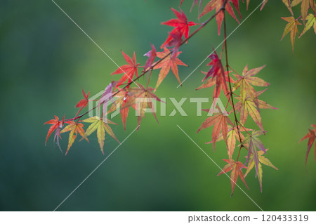 Autumn foliage spots in Kumamoto with beautiful autumn foliage Autumn foliage spots in Kumamoto with beautiful autumn foliage 120433319