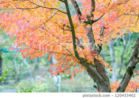 紅葉美麗的大分紅葉勝地 120433402