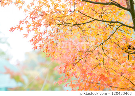 紅葉美麗的大分紅葉勝地 120433403