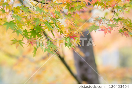 紅葉美麗的大分紅葉勝地 120433404
