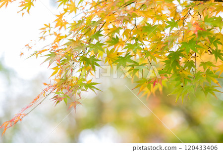 紅葉美麗的大分紅葉勝地 120433406