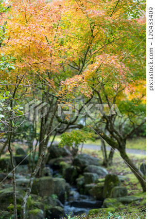 Beautiful autumn foliage spots in Oita Beautiful autumn foliage spots in Oita 120433409