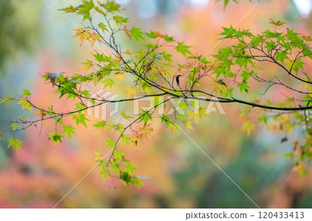 Beautiful autumn foliage spots in Oita 120433413