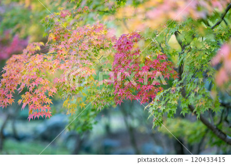Beautiful autumn foliage spots in Oita Beautiful autumn foliage spots in Oita 120433415