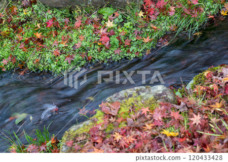 Beautiful autumn foliage spots in Oita 120433428
