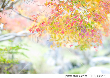 Beautiful autumn foliage spots in Oita Beautiful autumn foliage spots in Oita 120433430
