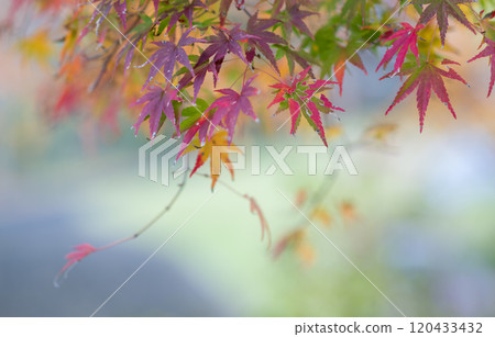 Beautiful autumn foliage spots in Oita 120433432