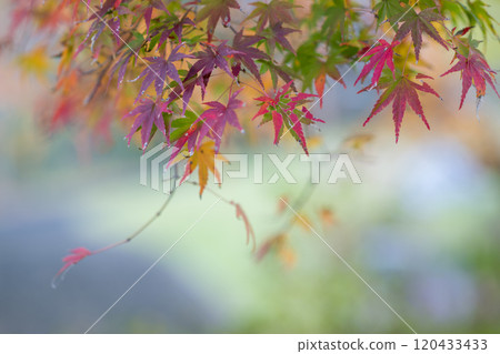 Beautiful autumn foliage spots in Oita Beautiful autumn foliage spots in Oita 120433433