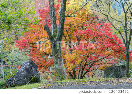 Beautiful autumn foliage spots in Oita Beautiful autumn foliage spots in Oita 120433451