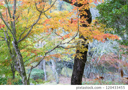 Beautiful autumn foliage spots in Oita 120433455