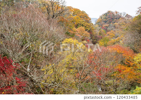 Beautiful autumn foliage spots in Oita 120433485