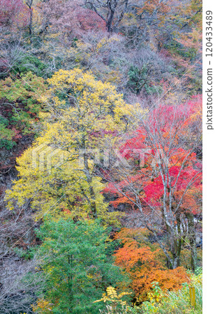 Beautiful autumn foliage spots in Oita Beautiful autumn foliage spots in Oita 120433489