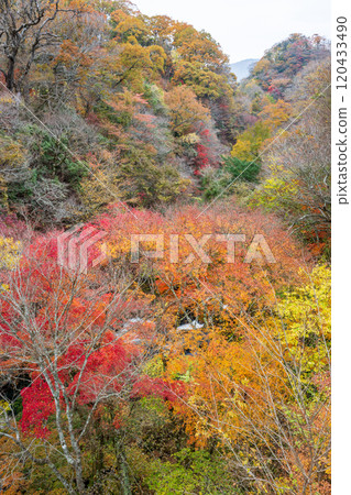 紅葉美麗的大分紅葉勝地 紅葉美麗的大分紅葉勝地 120433490