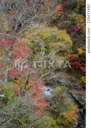 Beautiful autumn foliage spots in Oita 120433493
