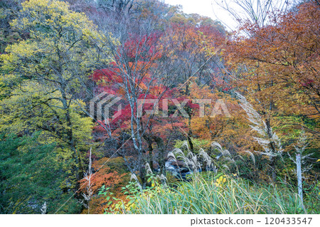 Beautiful autumn foliage spots in Oita Beautiful autumn foliage spots in Oita 120433547