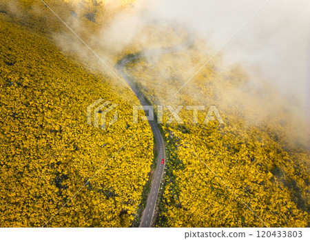 Aerial view of road among Cytisus blooming shrubs near Pico do Arieiro, Portugal Aerial view of road among Cytisus blooming shrubs near Pico do Arieiro, Portugal 120433803