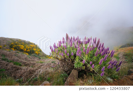 View near Pico do Arieiro, Portugal in clouds 120433807