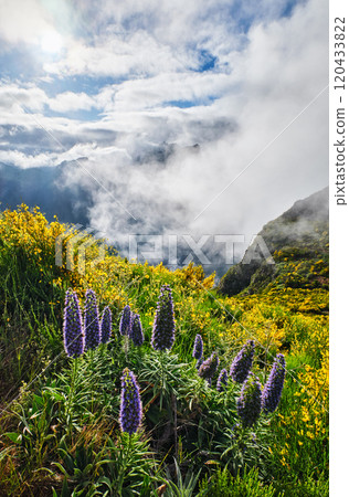 Madeira landscape with Pride of Madeira flowers and blooming Cytisus shrubs, Portugal 120433822