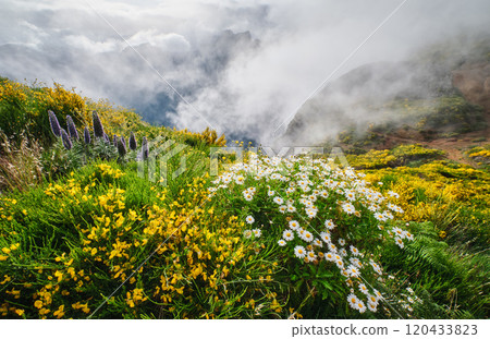 Madeira landscape with daisy flowers and blooming Cytisus shrubs, Portugal 120433823