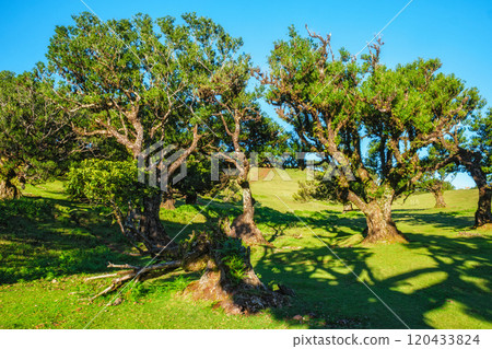Fanal forest trees on Madeira island, Portugal 120433824