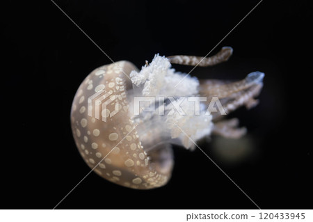 Silhouette of a cute octopus jellyfish 120433945