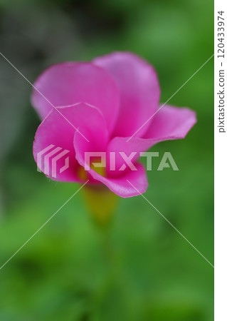 可愛的粉紅色酢漿草 可愛的粉紅色酢漿草 120433974