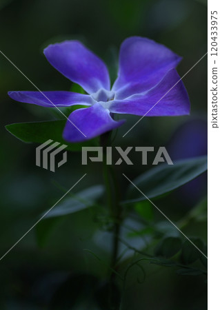 藍色長春花 藍色長春花 120433975